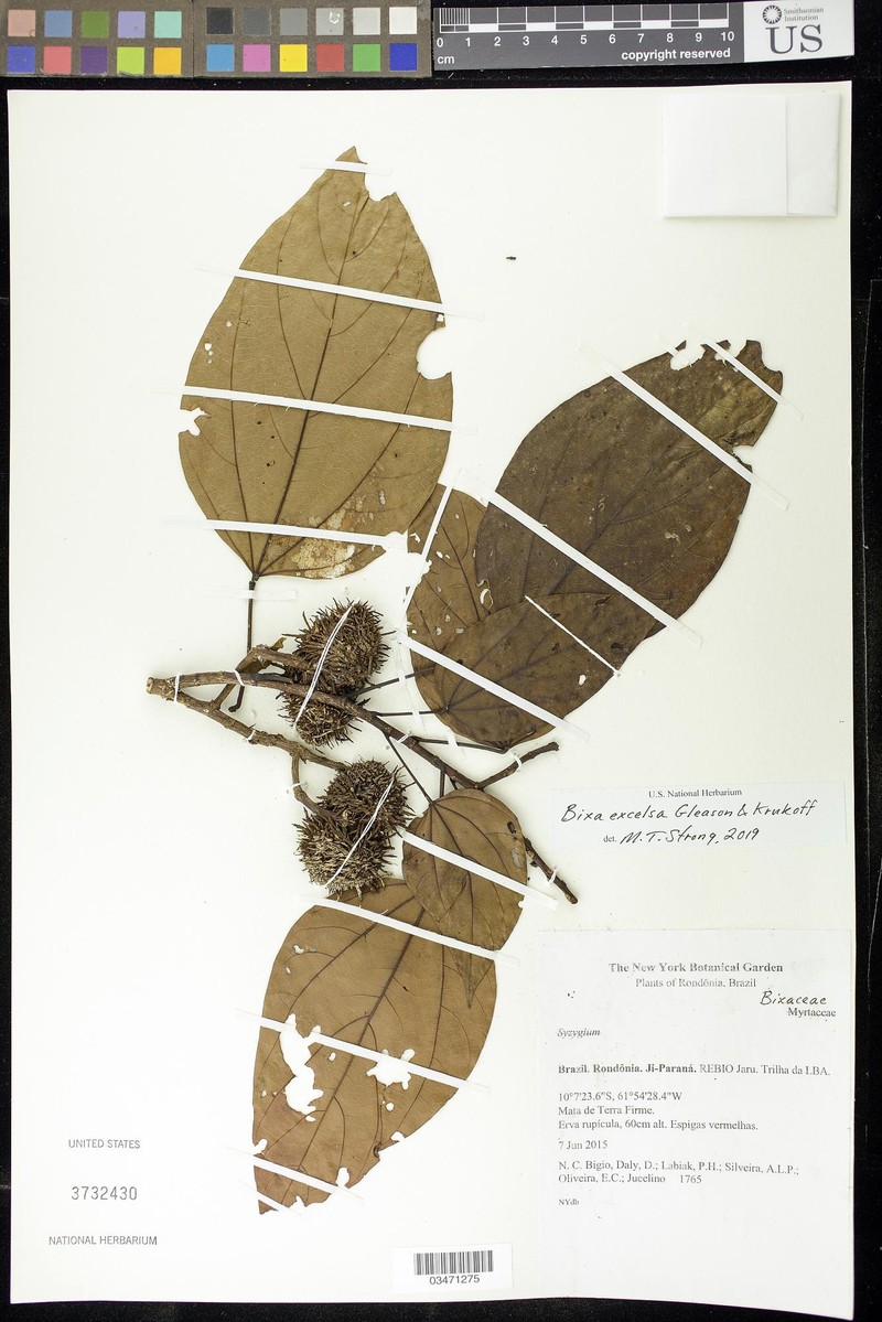 Bixa excelsa photo 5