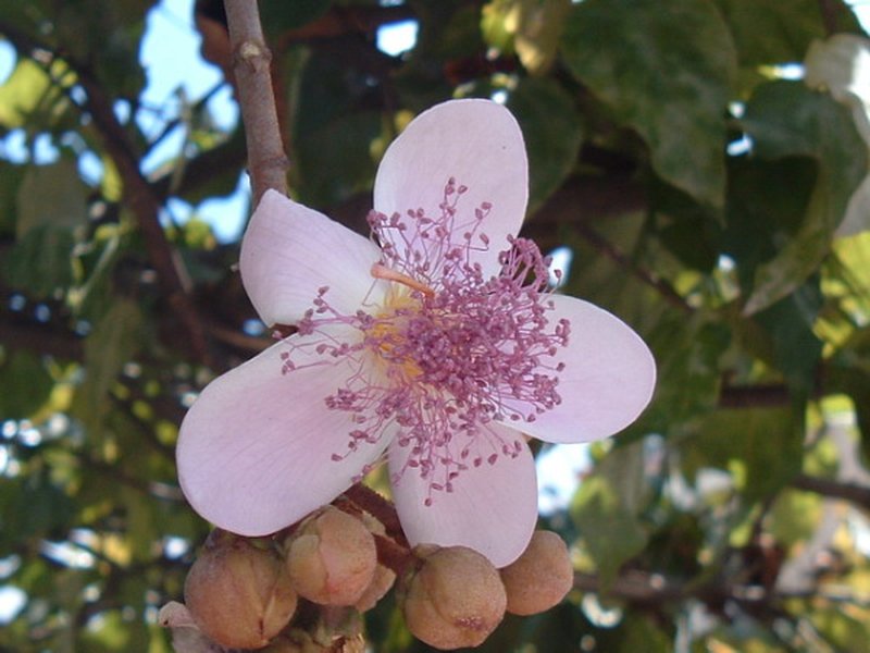 Lipsticktree photo 3
