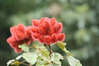 Lipsticktree