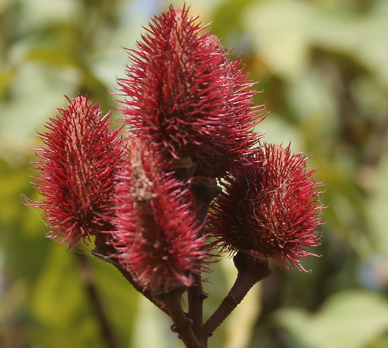 Lipsticktree photo 4