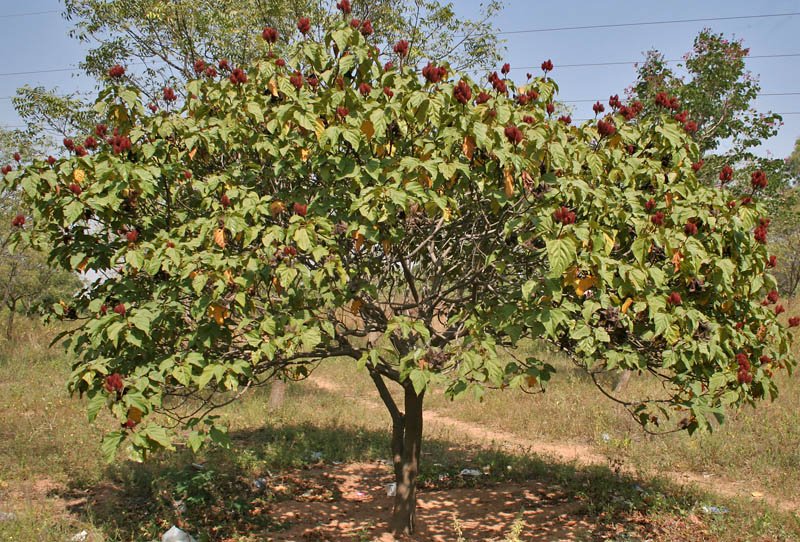 Lipsticktree photo 5