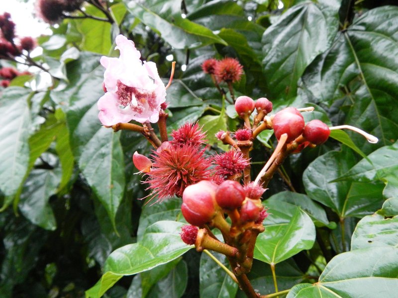 Lipsticktree photo 6