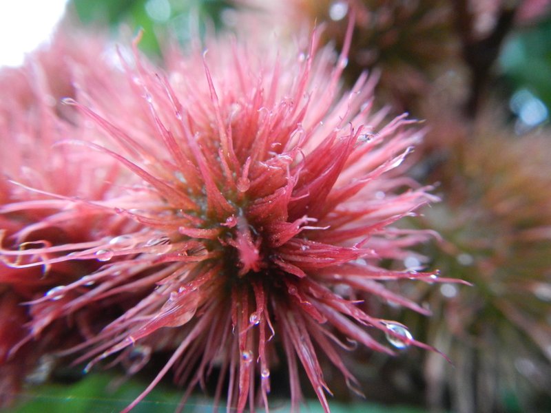 Lipsticktree photo 7