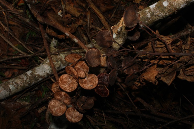 Bixa platycarpa