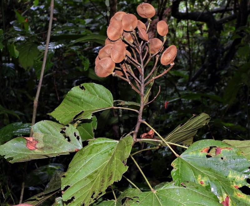 Bixa platycarpa photo 2