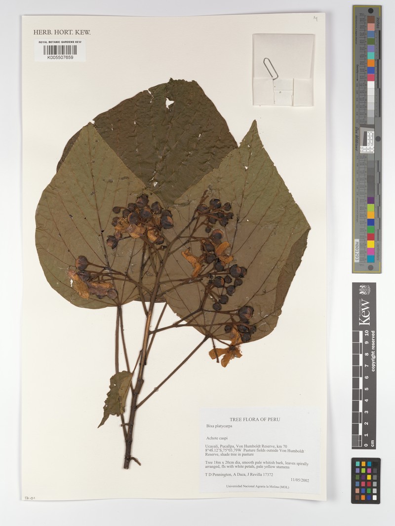 Bixa platycarpa photo 3