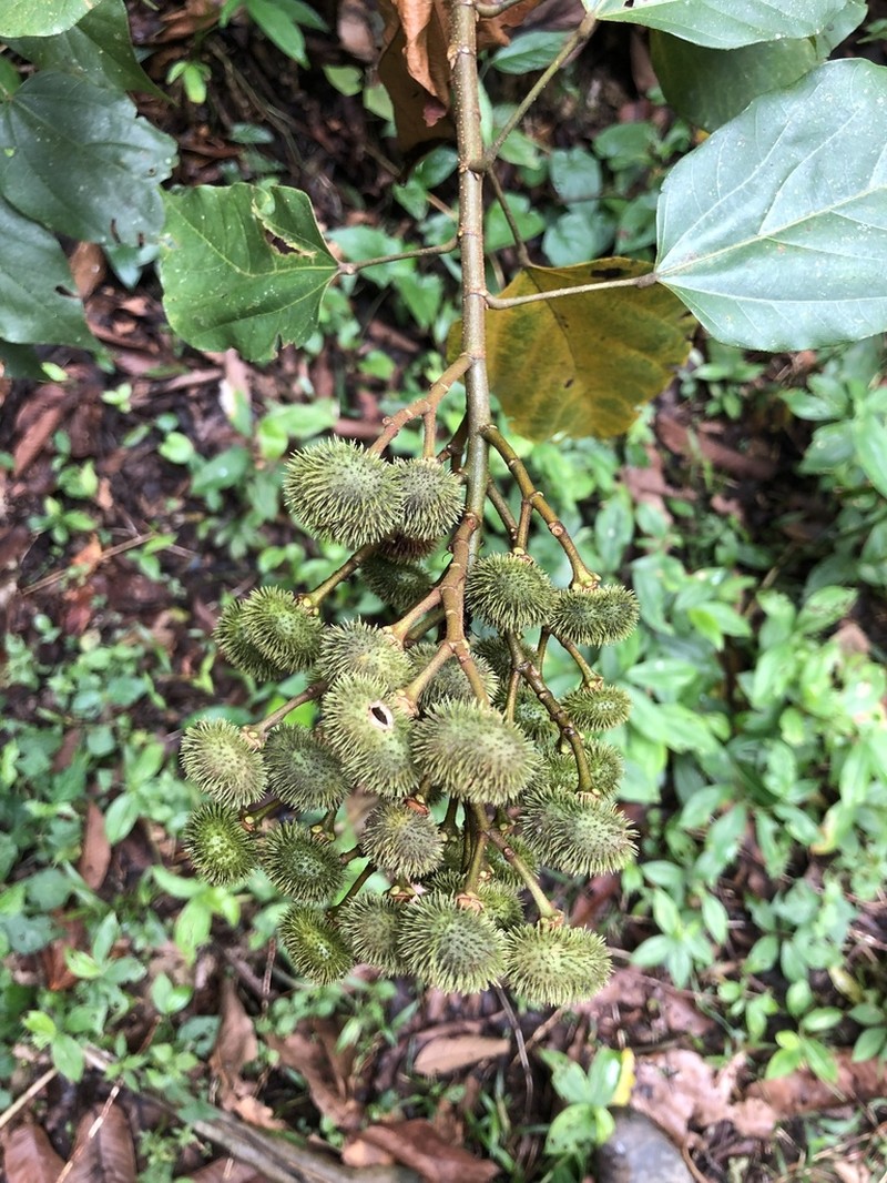 Bixa urucurana