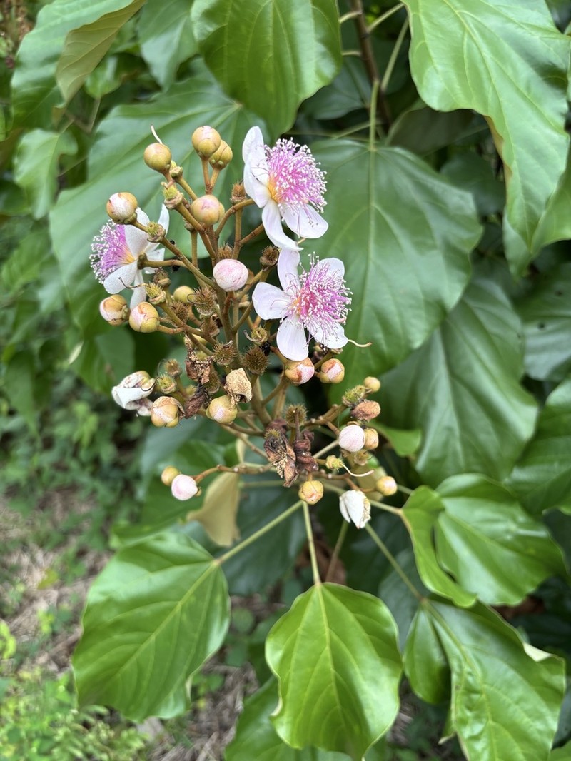 Bixa urucurana photo 2