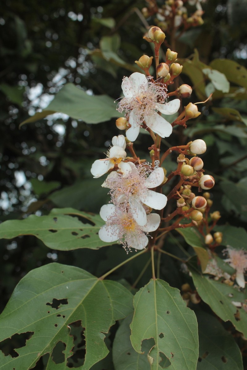 Bixa urucurana photo 4