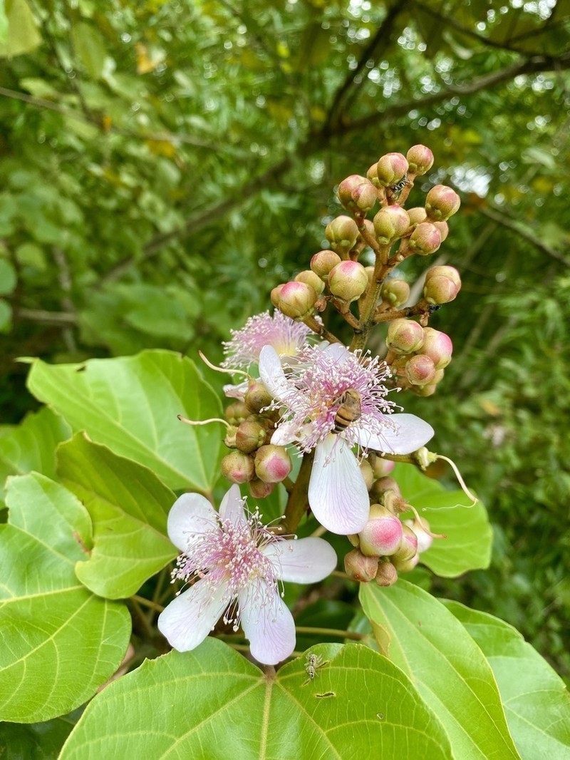 Bixa urucurana photo 5