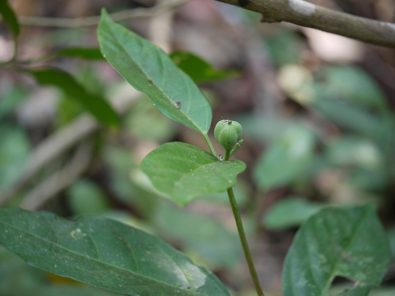 Blachia andamanica