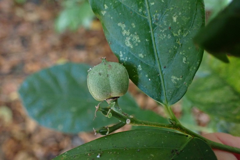 Blachia andamanica photo 2