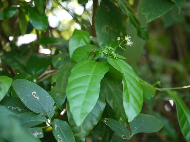 Blachia andamanica photo 3