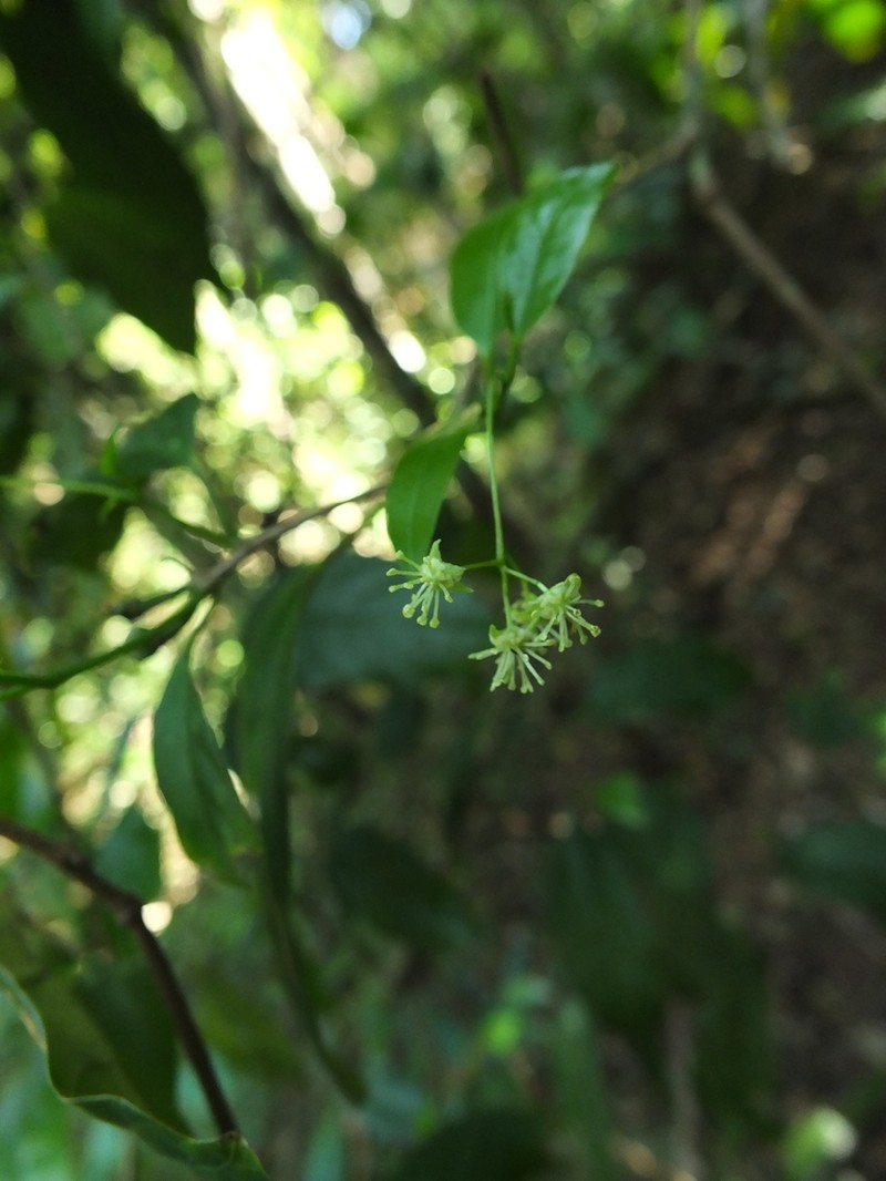 Blachia andamanica photo 4