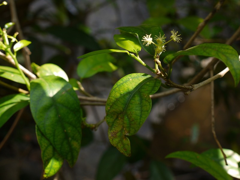 Blachia andamanica photo 5