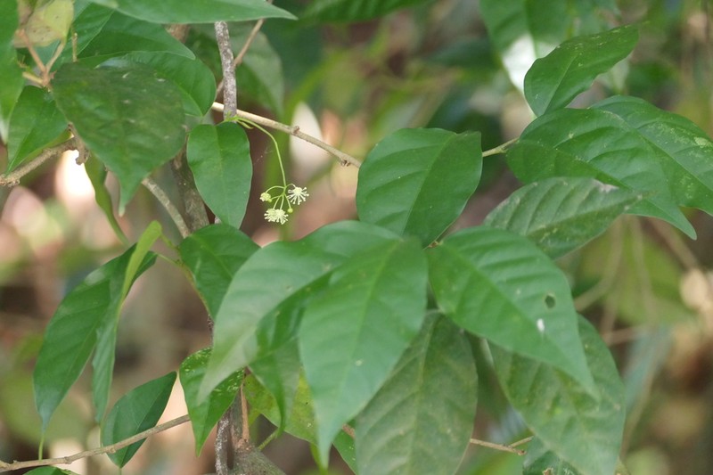 Blachia andamanica photo 6