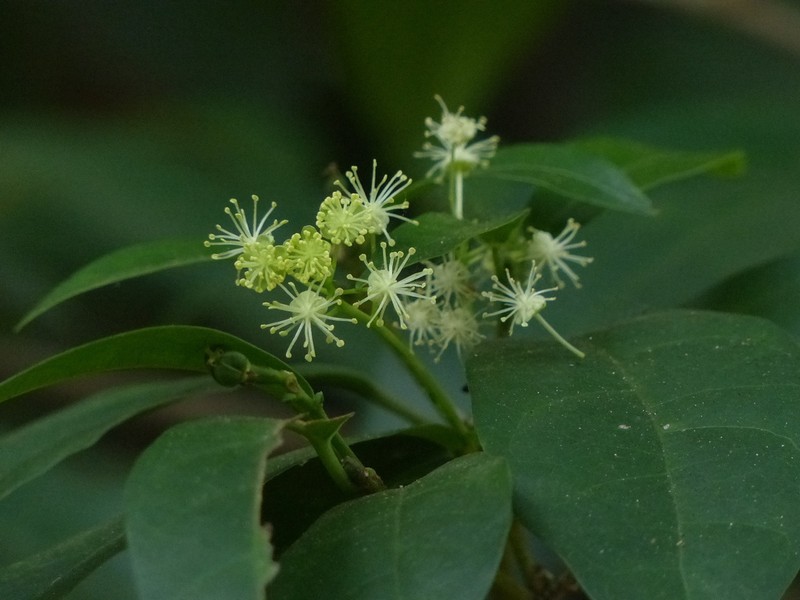Blachia andamanica photo 7