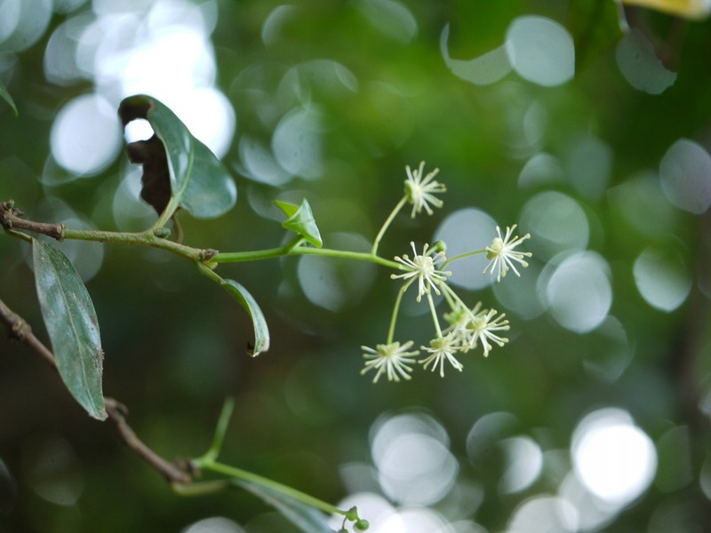 Blachia andamanica photo 8