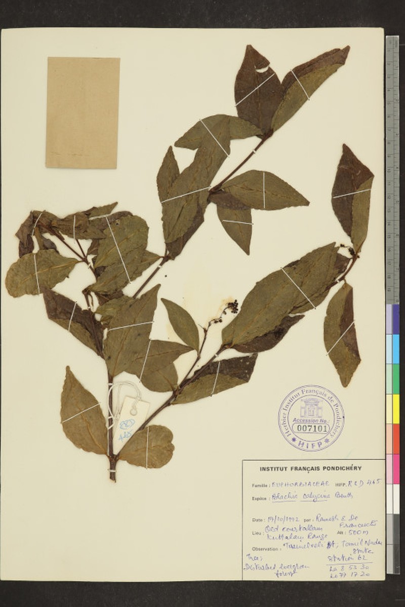 Blachia calycina