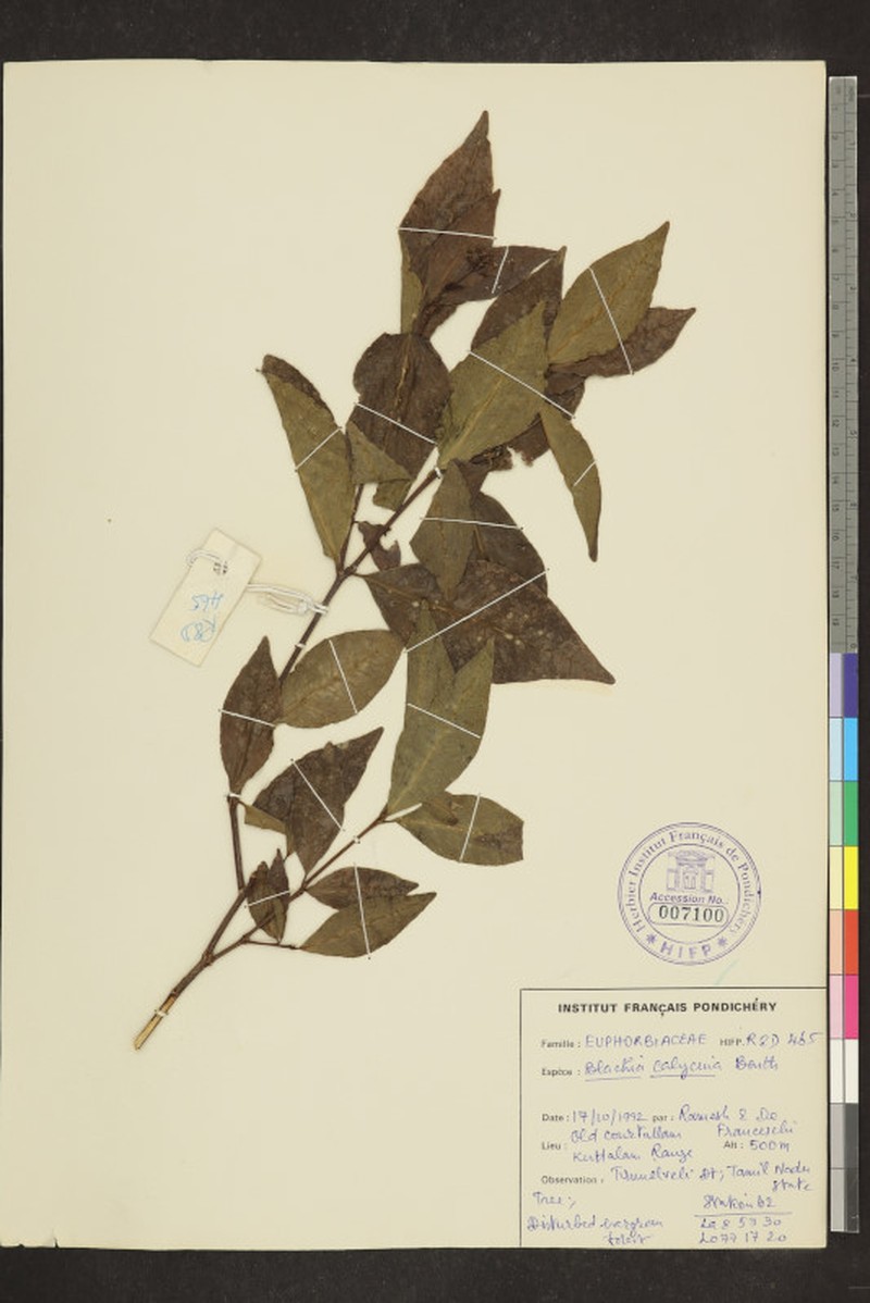 Blachia calycina photo 2