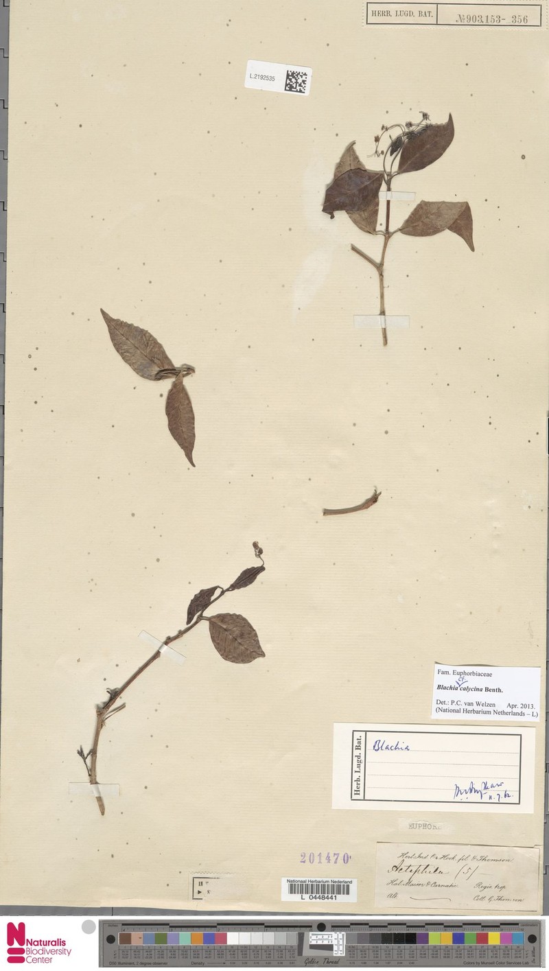 Blachia calycina photo 3