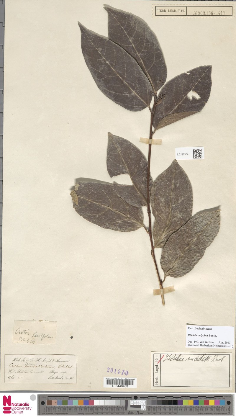 Blachia calycina photo 4