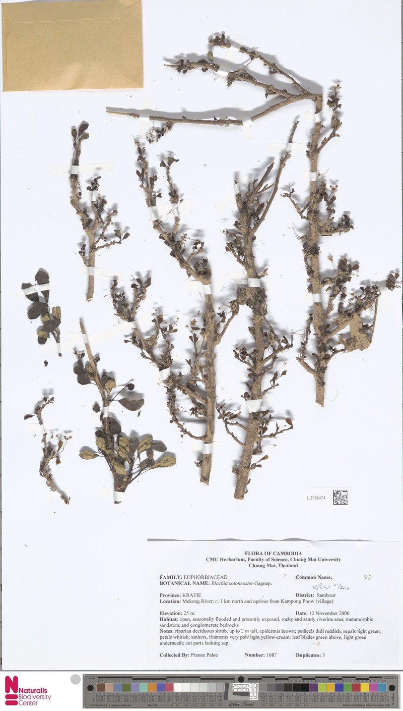 Blachia cotoneaster