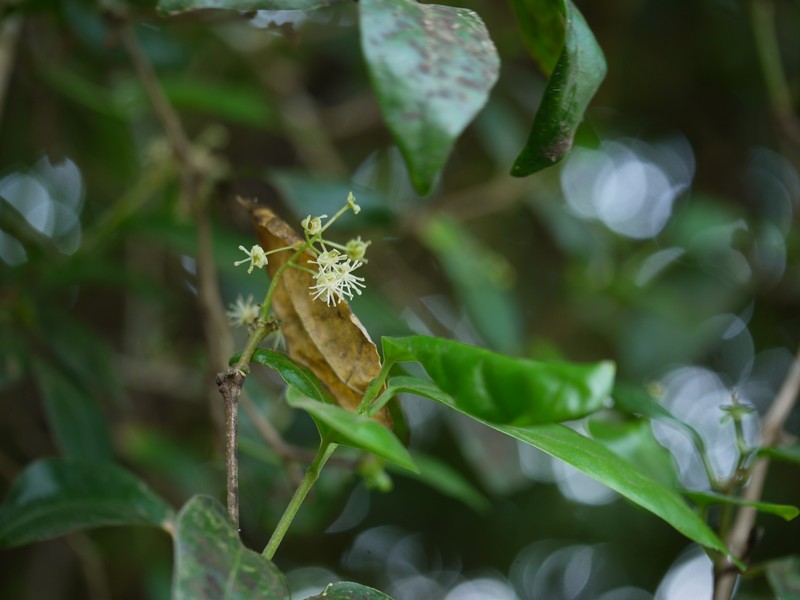Blachia denudata