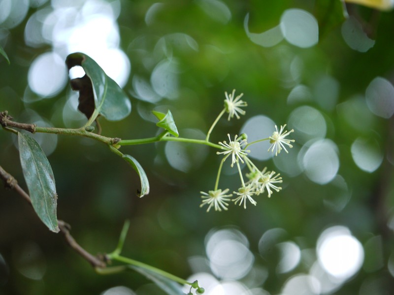 Blachia denudata photo 5