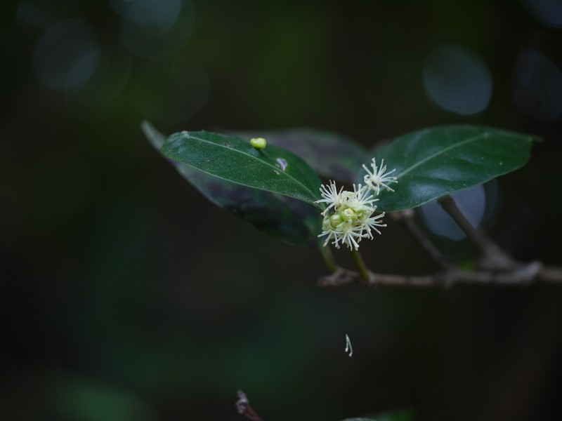 Blachia denudata photo 6