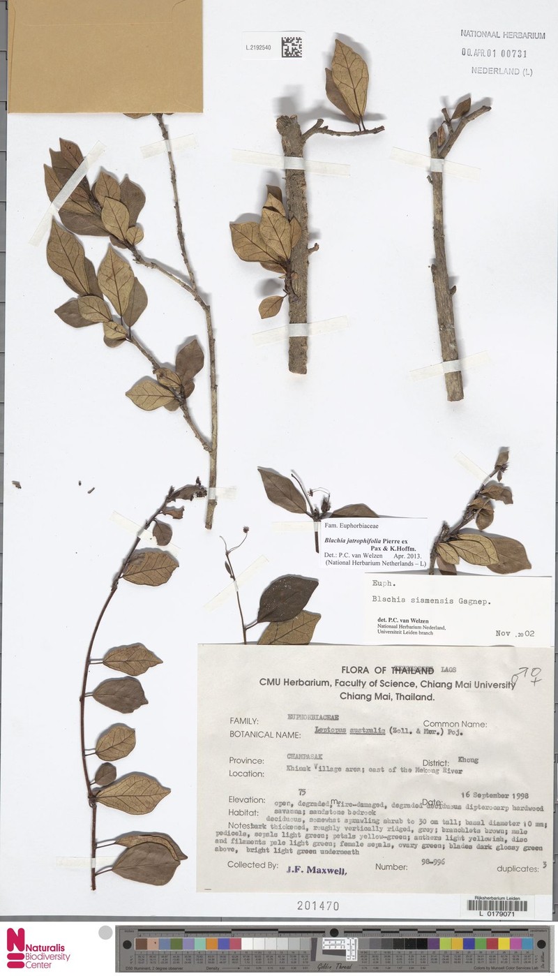 Blachia jatrophifolia photo 2
