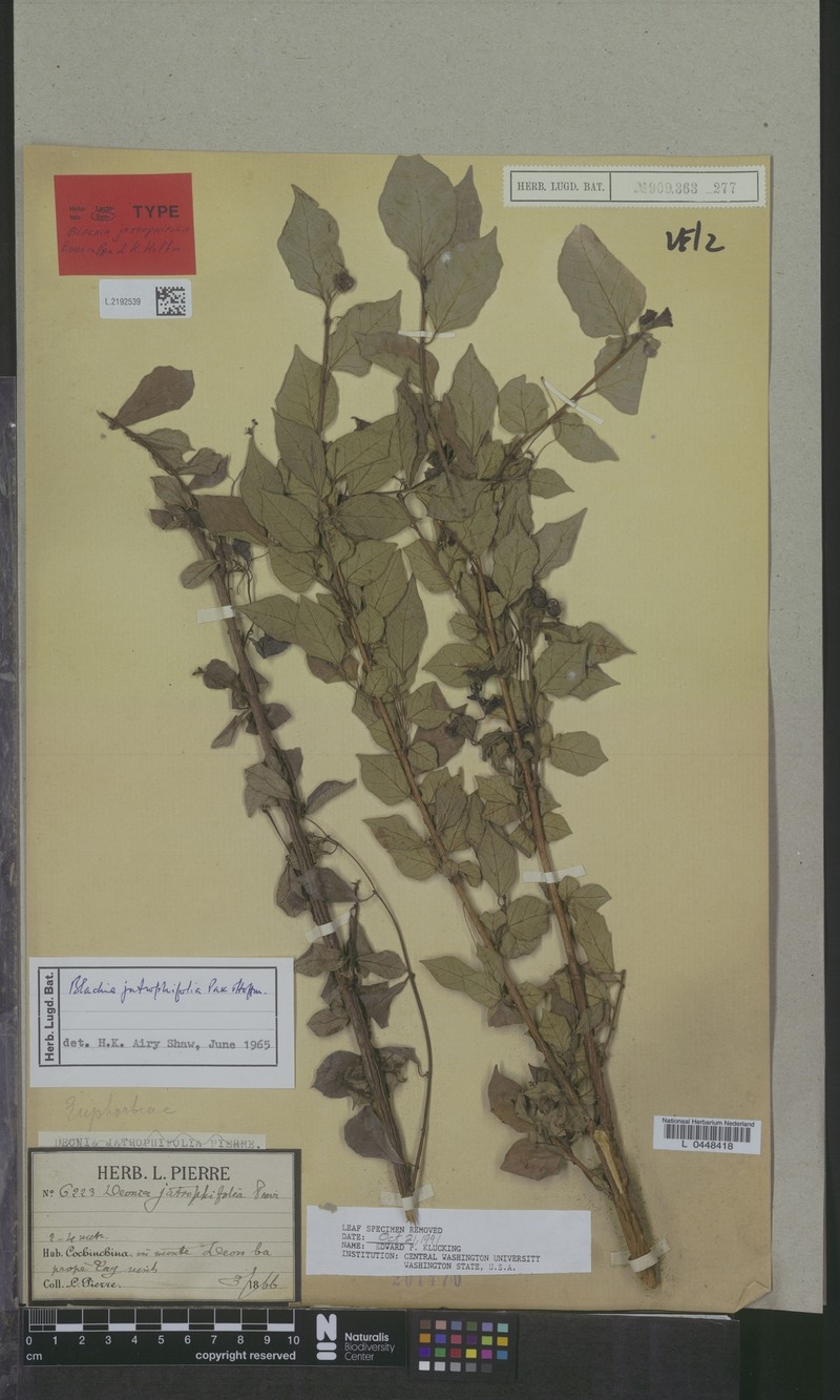 Blachia jatrophifolia photo 3