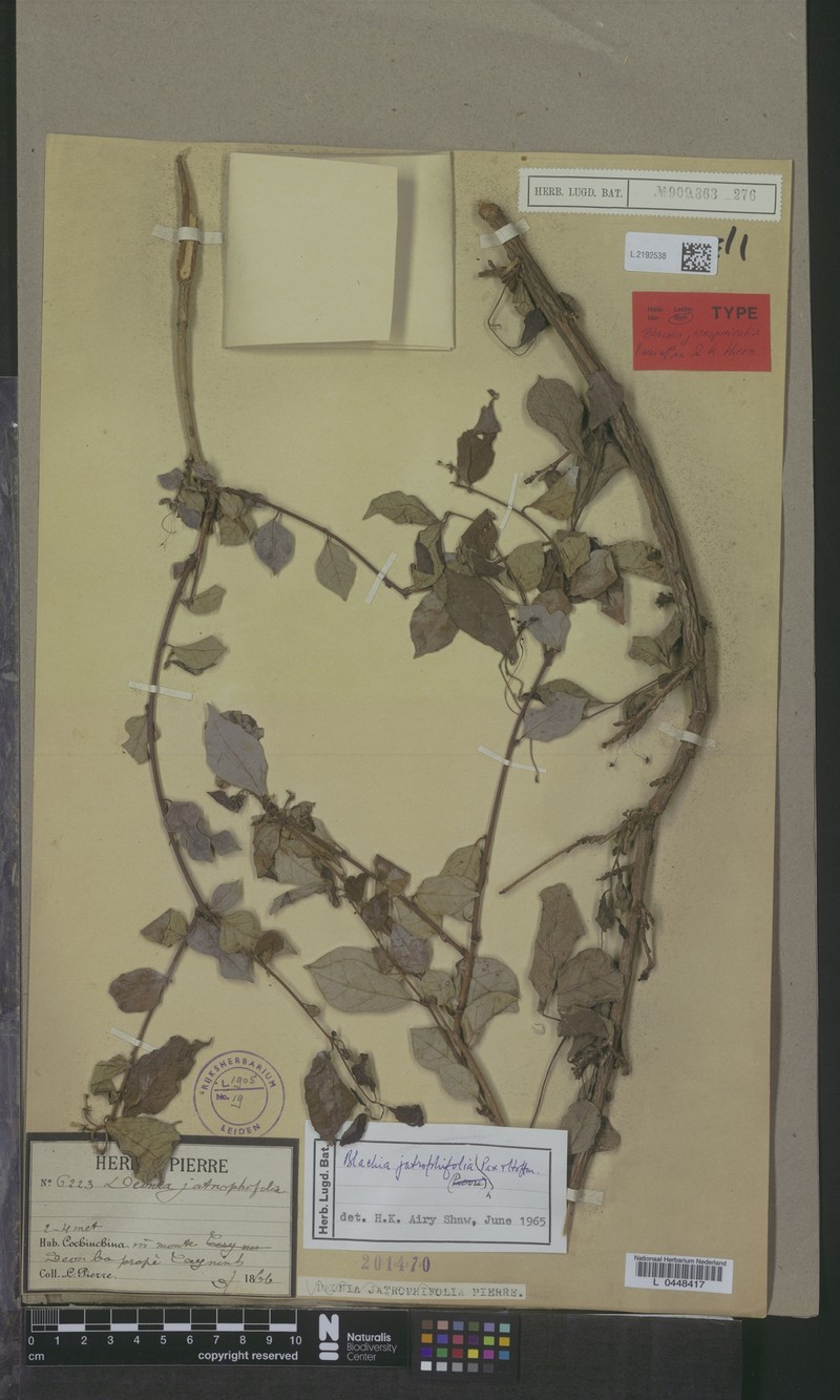 Blachia jatrophifolia photo 4