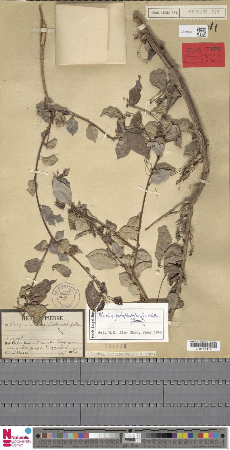 Blachia jatrophifolia
