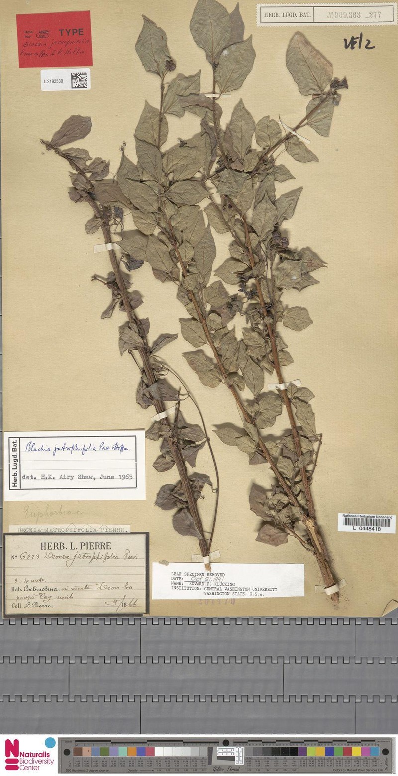 Blachia jatrophifolia photo 5