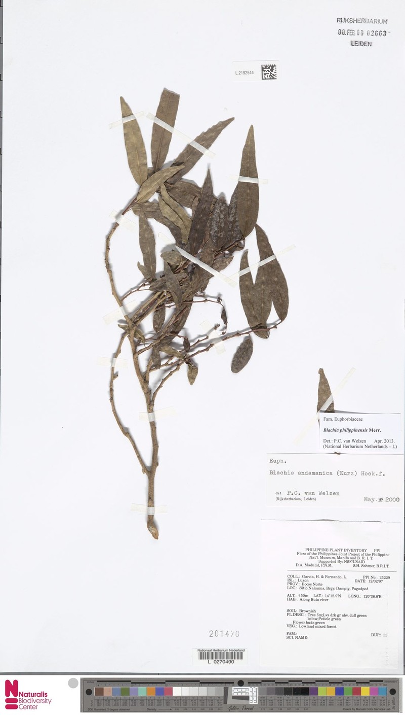 Blachia philippinensis