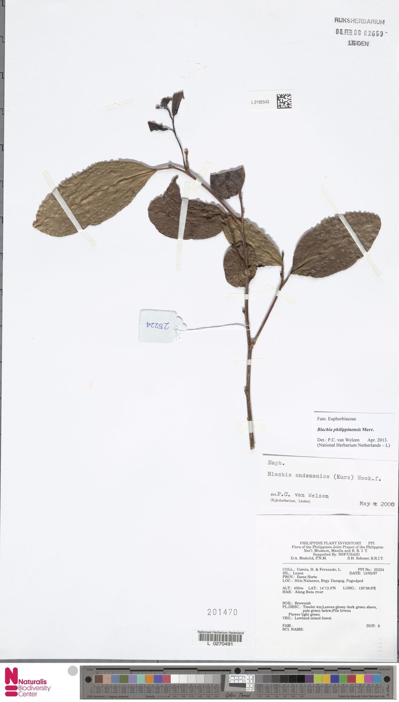 Blachia philippinensis photo 2