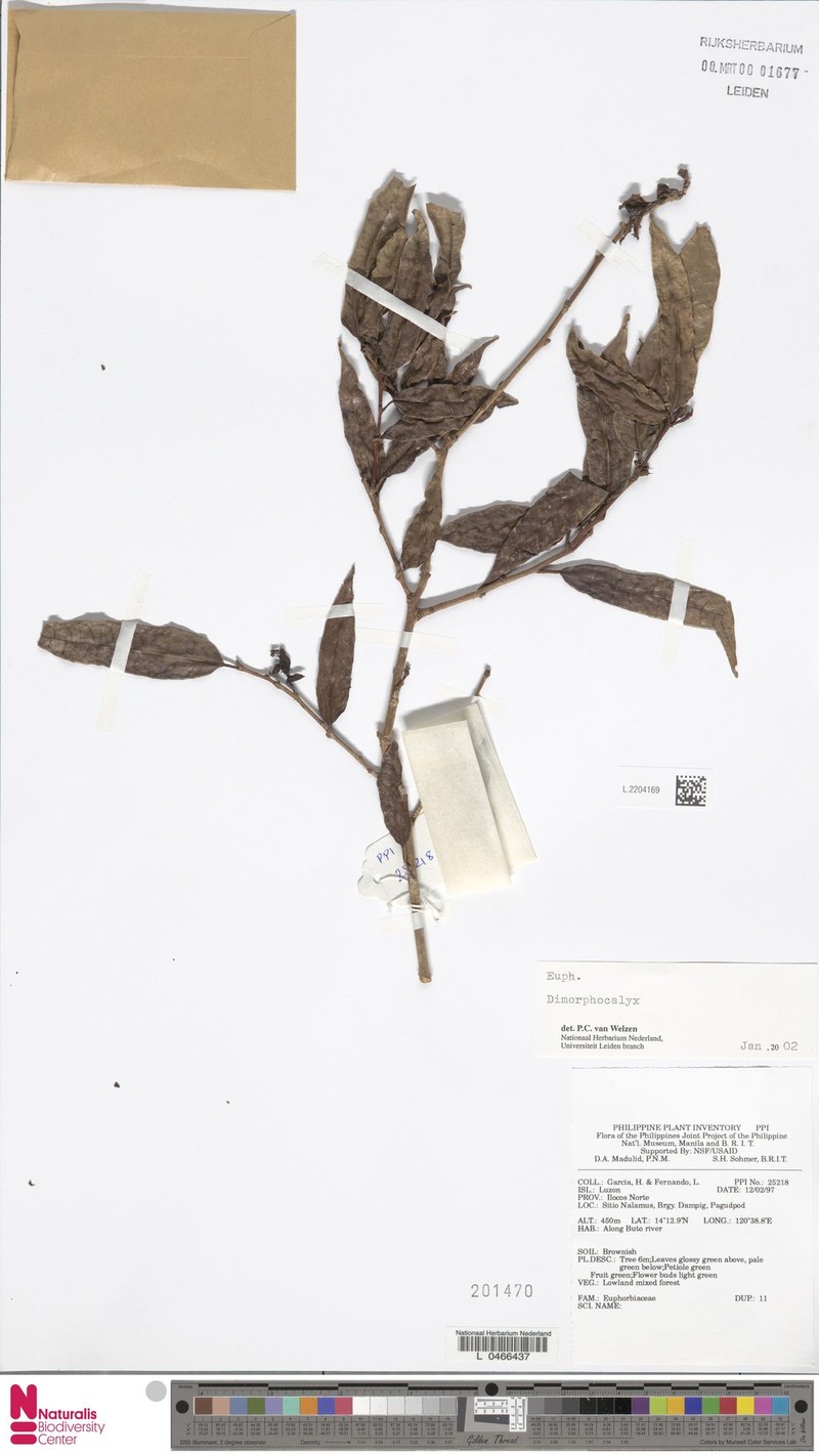 Blachia philippinensis photo 3