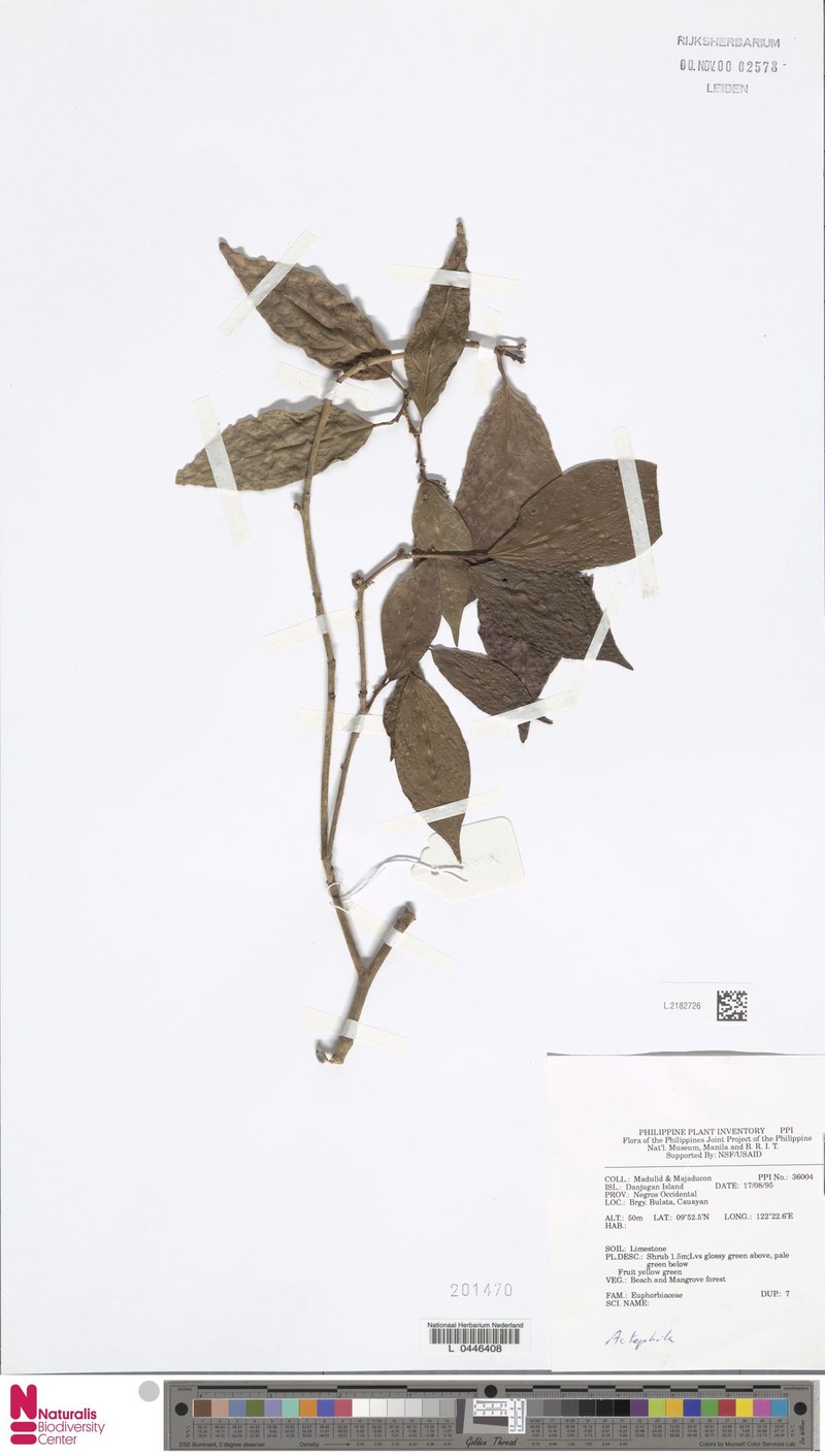 Blachia philippinensis photo 4