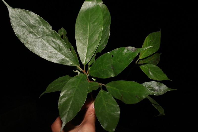 Blachia poilanei