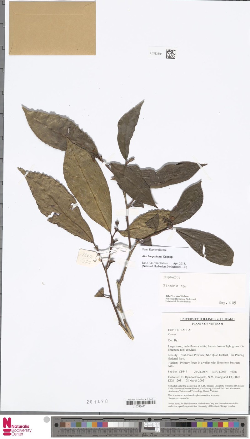 Blachia poilanei photo 3