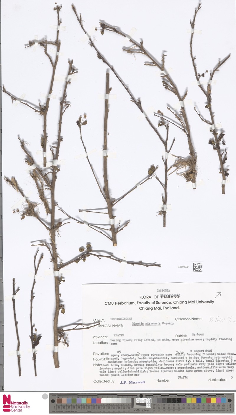 Blachia siamensis