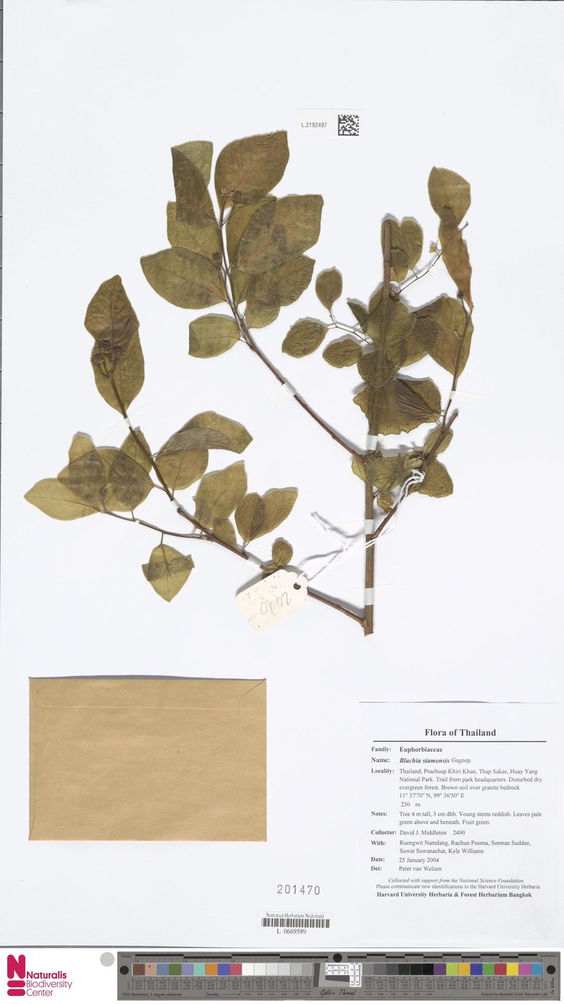 Blachia siamensis photo 2