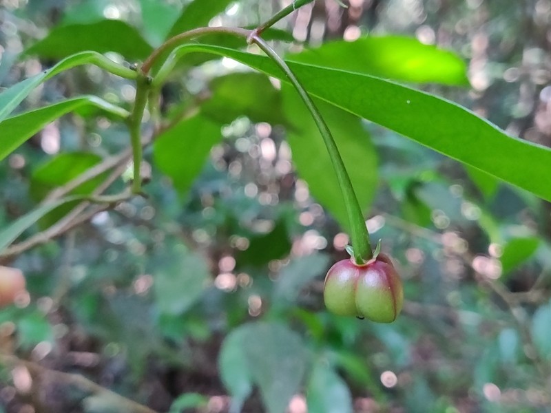 Blachia umbellata photo 2