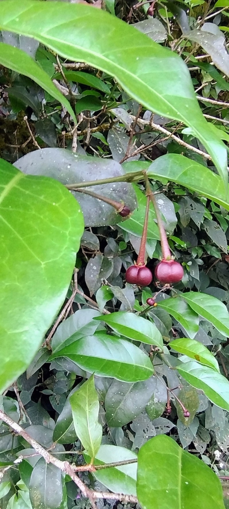 Blachia umbellata photo 3