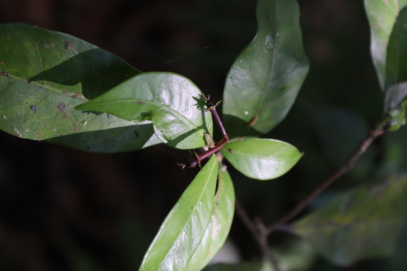 Blachia umbellata photo 4