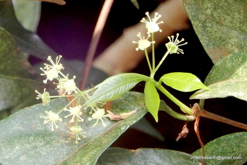 Blachia umbellata photo 7