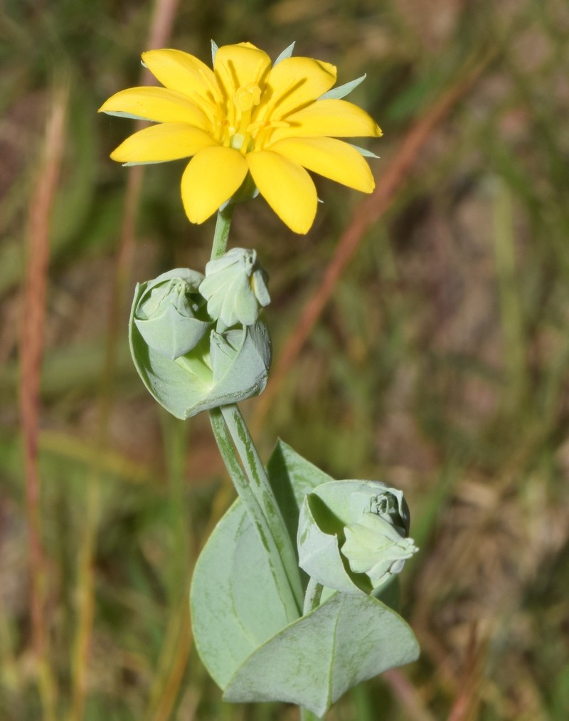 Blackstonia acuminata subsp. acuminata