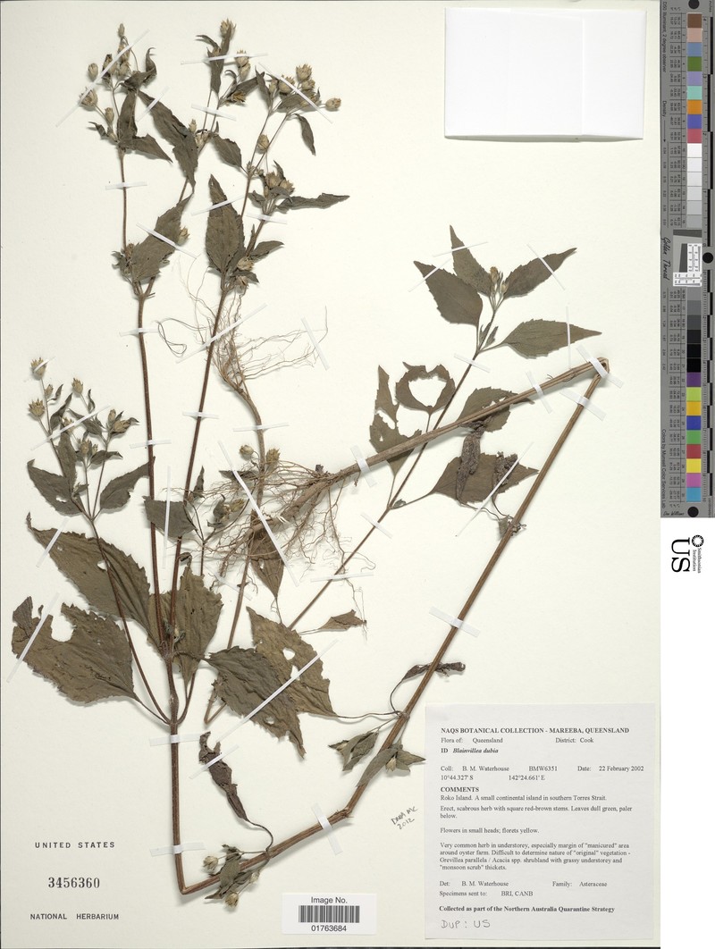 Blainvillea cunninghamii