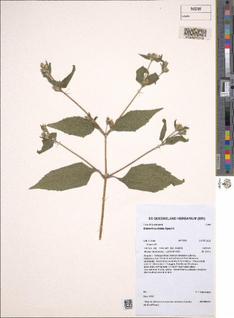 Blainvillea cunninghamii photo 2